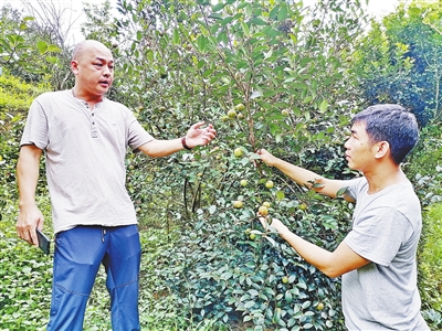 山茶油铺就小村致富路