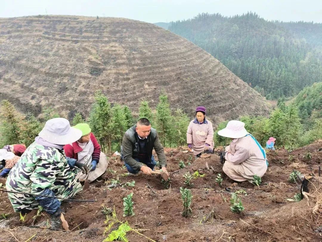 致富种植树茶业怎么样_种植茶业致富树_种植茶树赚钱吗