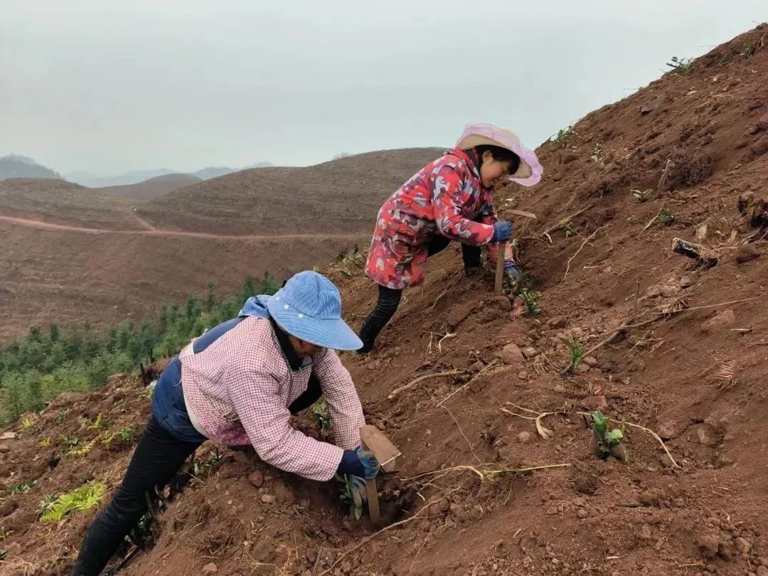 种植茶业致富树_致富种植树茶业怎么样_种植茶树赚钱吗