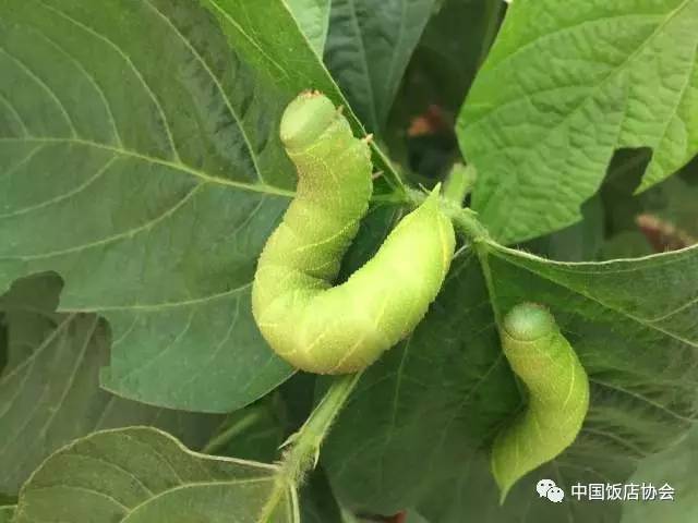 致富经养豆虫养殖视频_致富经豆青虫养殖_致富经豆青虫