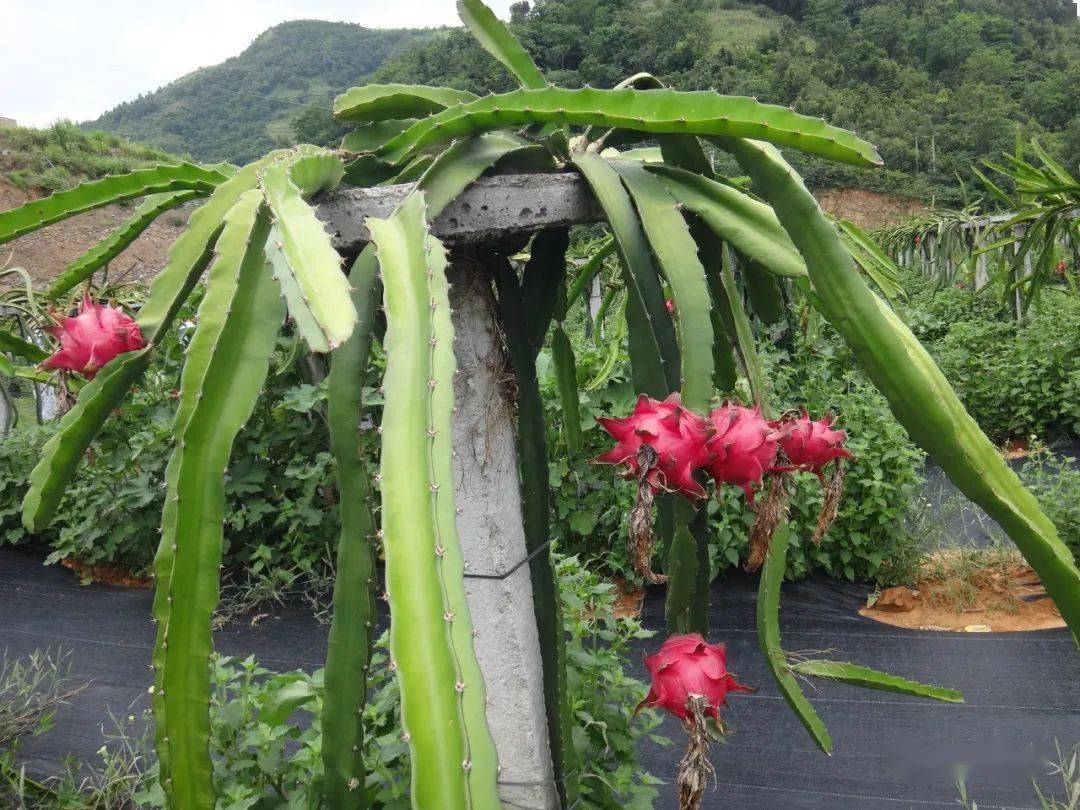 黑芝麻种植需要具备什么条件_黑芝麻种植致富_种植黑芝麻利润高吗