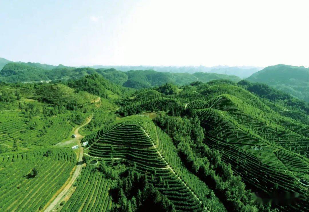 黑芝麻种植需要具备什么条件_种植黑芝麻利润高吗_黑芝麻种植致富