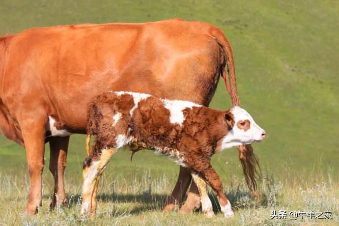 肉牛养殖技术手册_养殖肉牛的技术有哪些_肉牛养殖关键技术