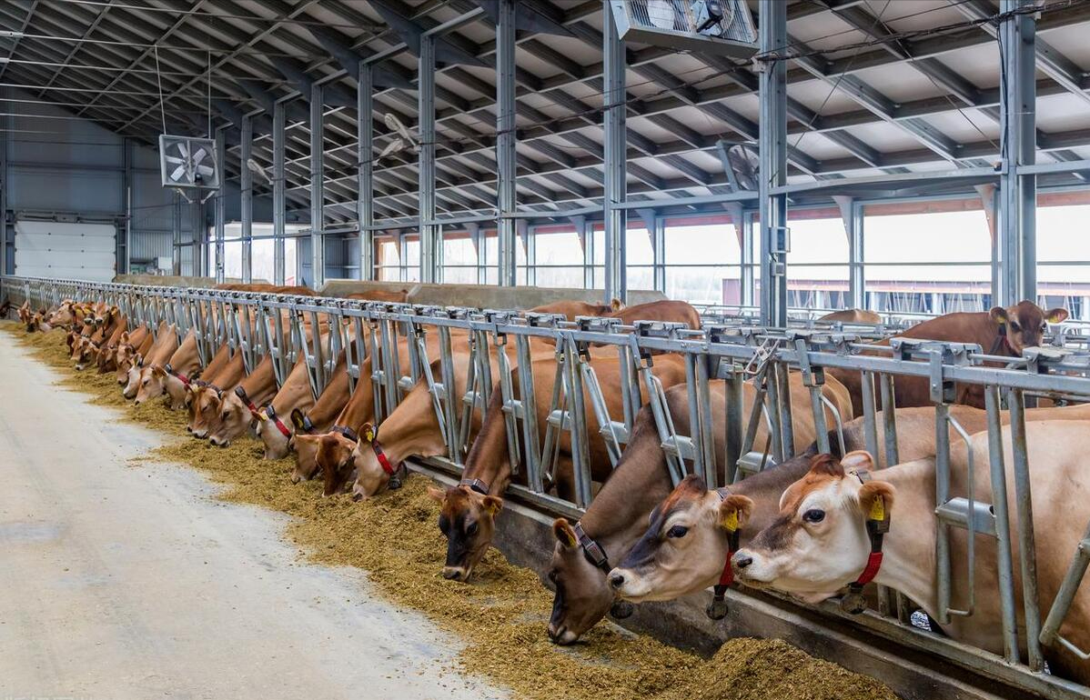 肉牛养殖技术手册_肉牛养殖手册书籍_肉牛养殖技术教程视频