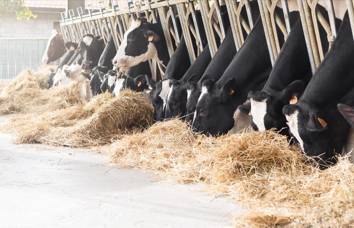 肉牛养殖技术教程视频_肉牛养殖技术手册_肉牛养殖手册书籍