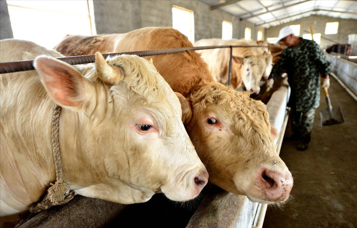 肉牛养殖技术手册_肉牛养殖技术教程视频_肉牛养殖手册书籍