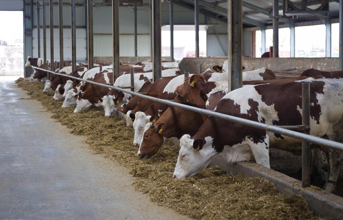 肉牛养殖技术教程视频_肉牛养殖手册书籍_肉牛养殖技术手册