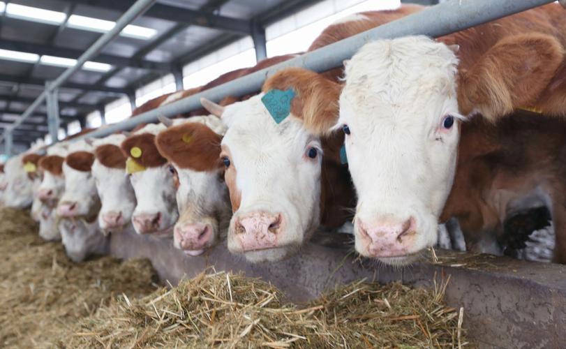 肉牛养殖手册书籍_肉牛养殖技术手册_肉牛养殖技术教程视频