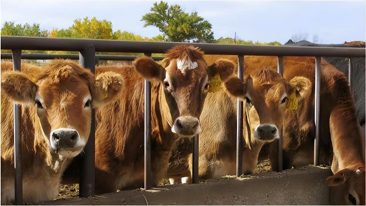 肉牛养殖技术手册_肉牛养殖手册书籍_肉牛养殖技术教程视频