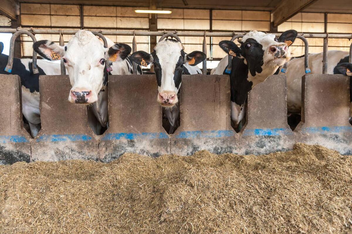 肉牛养殖技术手册_肉牛养殖手册书籍_肉牛养殖技术教程视频