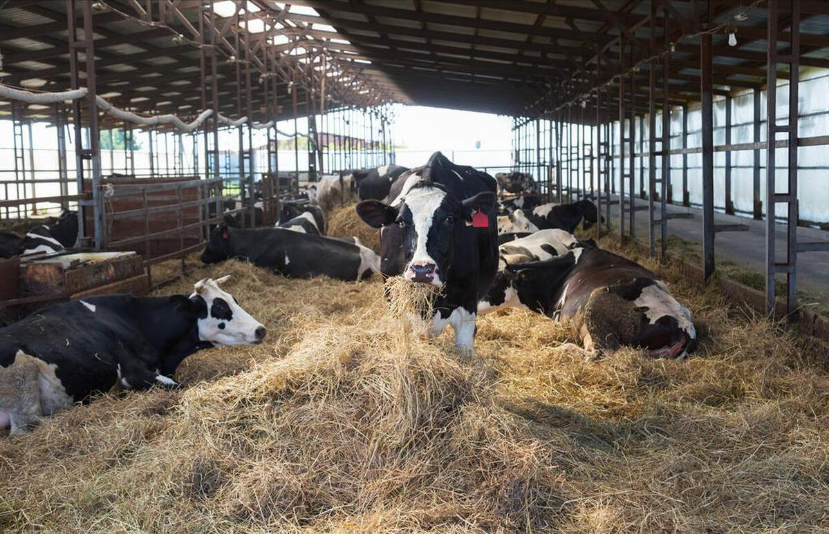 肉牛养殖技术教程视频_肉牛养殖手册书籍_肉牛养殖技术手册