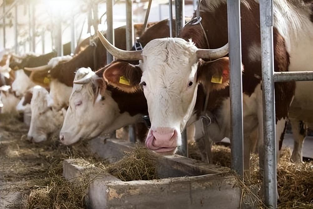 肉牛养殖技术教程视频_肉牛养殖技术手册_肉牛养殖手册书籍