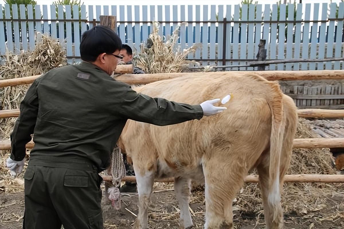 肉牛养殖技术教程视频_肉牛养殖技术手册_肉牛养殖手册书籍