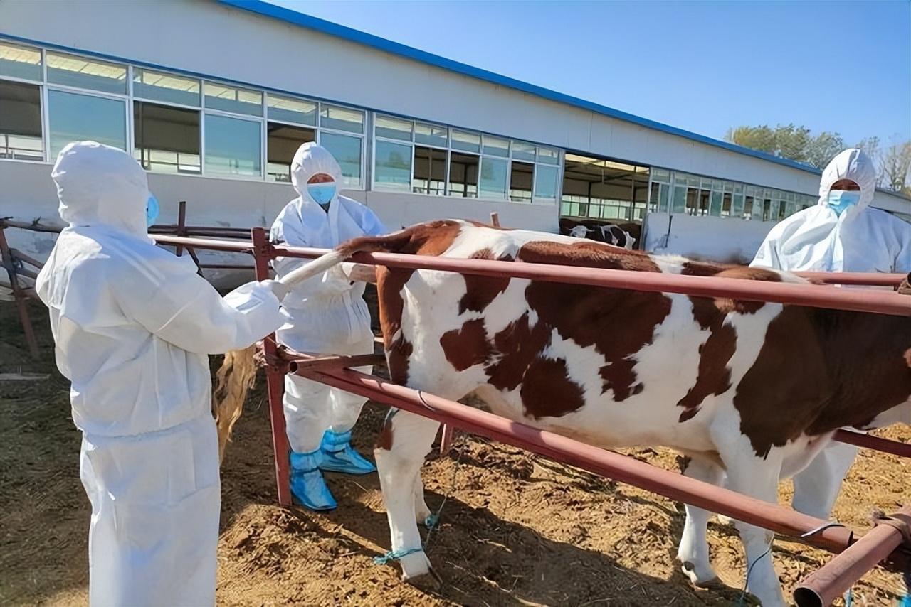 肉牛养殖技术教程视频_肉牛养殖技术手册_肉牛养殖手册书籍