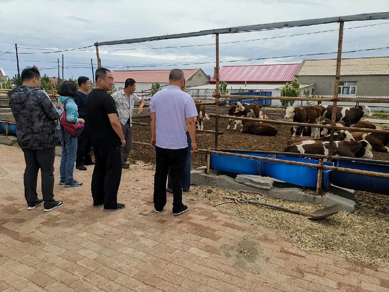 肉牛养殖手册书籍_肉牛养殖技术手册_肉牛养殖技术教程视频