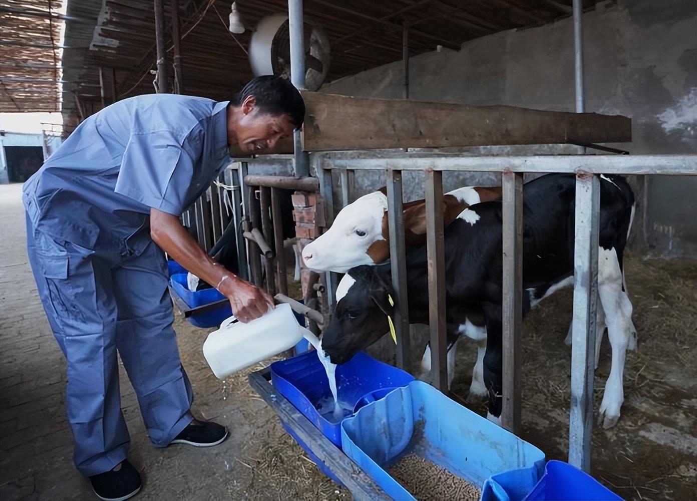 肉牛养殖技术教程视频_肉牛养殖技术手册_肉牛养殖手册书籍