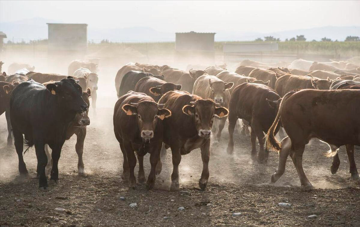 肉牛养殖手册书籍_肉牛养殖技术手册_肉牛养殖技术教程视频