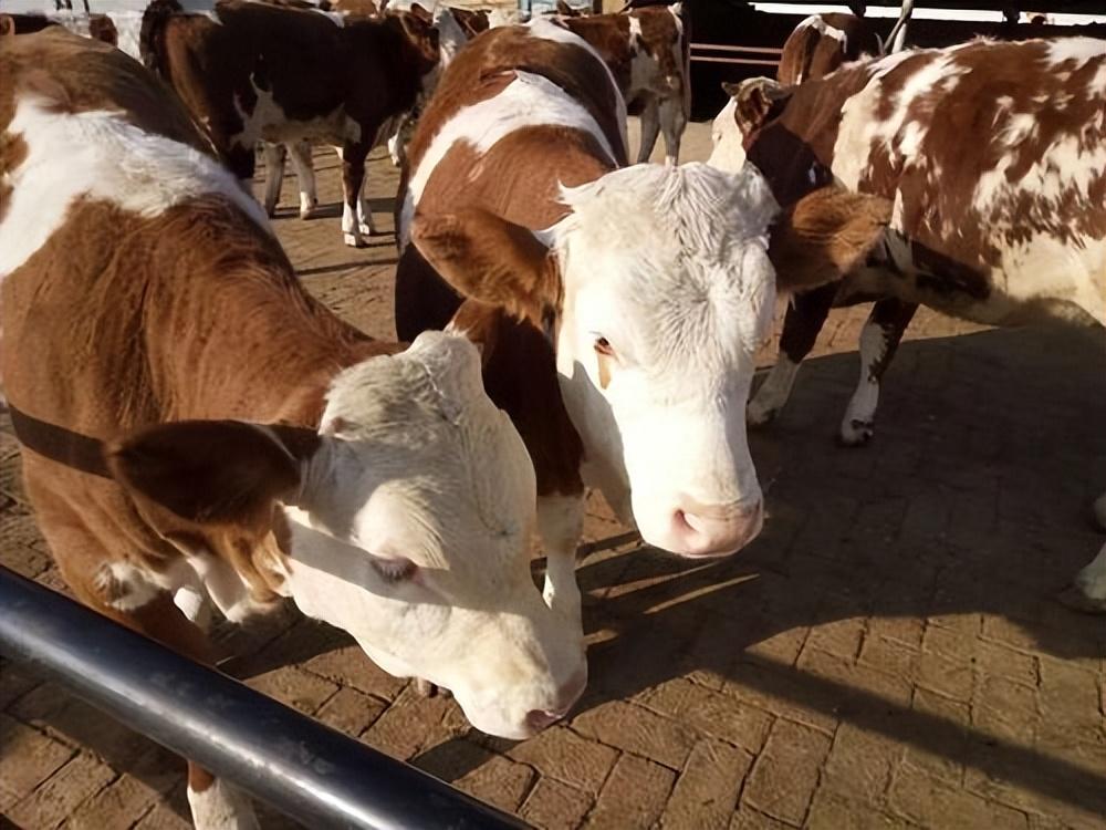 肉牛养殖手册书籍_肉牛养殖技术教程视频_肉牛养殖技术手册