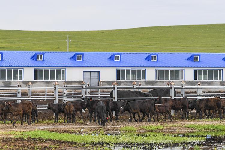 肉牛养殖技术手册_肉牛养殖技术教程视频_肉牛养殖手册书籍