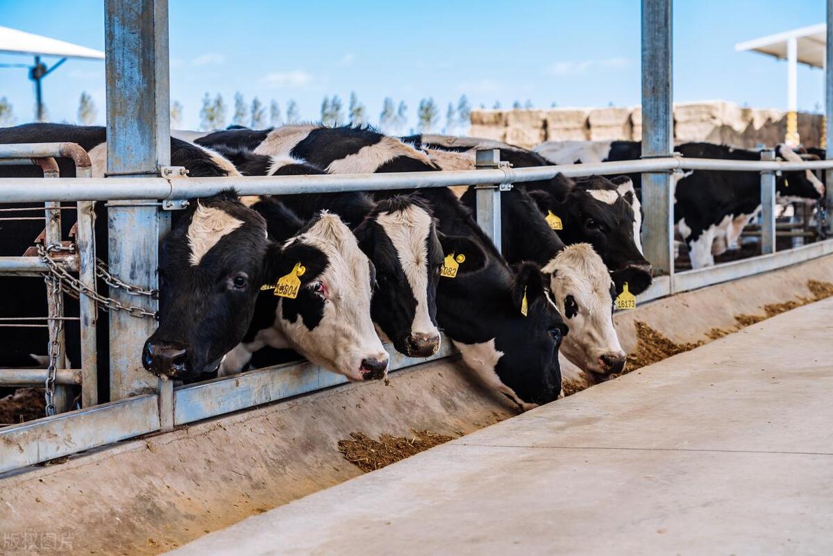 肉牛养殖技术手册_肉牛养殖手册书籍_肉牛养殖技术教程视频