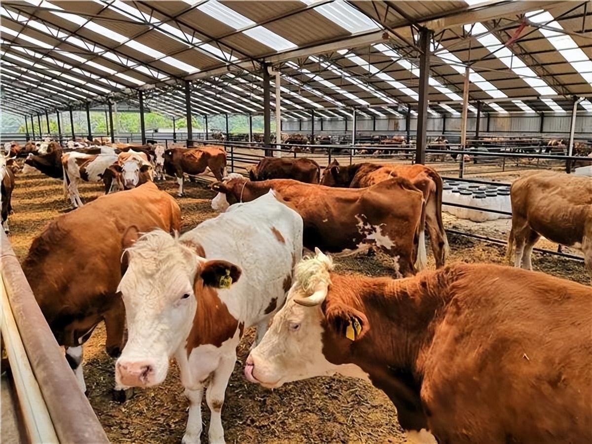 肉牛养殖技术手册_肉牛养殖手册书籍_肉牛养殖技术教程视频