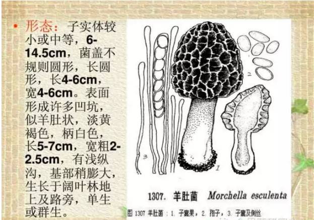 菌种植羊肚方法技术要点_羊肚菌种植技术羊肚菌种植方法_种羊肚菌视频