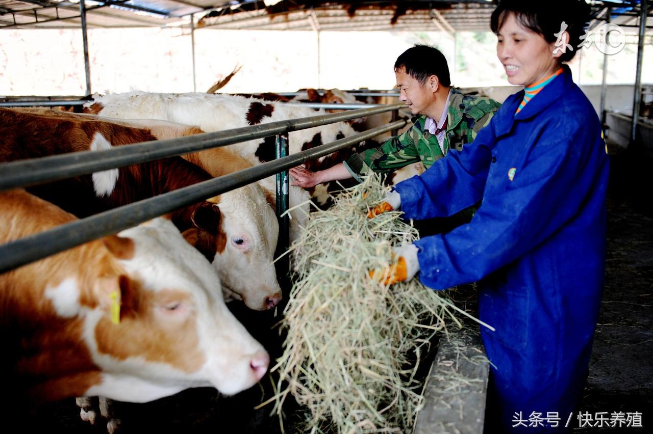 养殖肉牛技术要点_肉牛养殖技术手册_肉牛养殖手册书籍