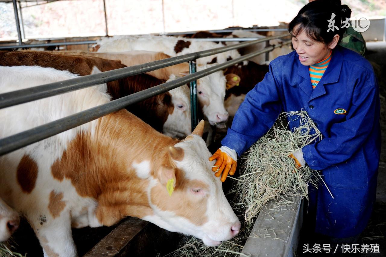 养殖肉牛技术要点_肉牛养殖手册书籍_肉牛养殖技术手册