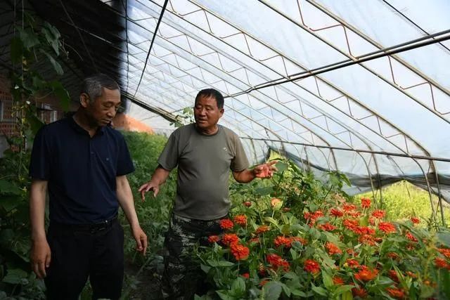 大山种出致富草_靠山养殖什么比较好_靠山种植致富项目