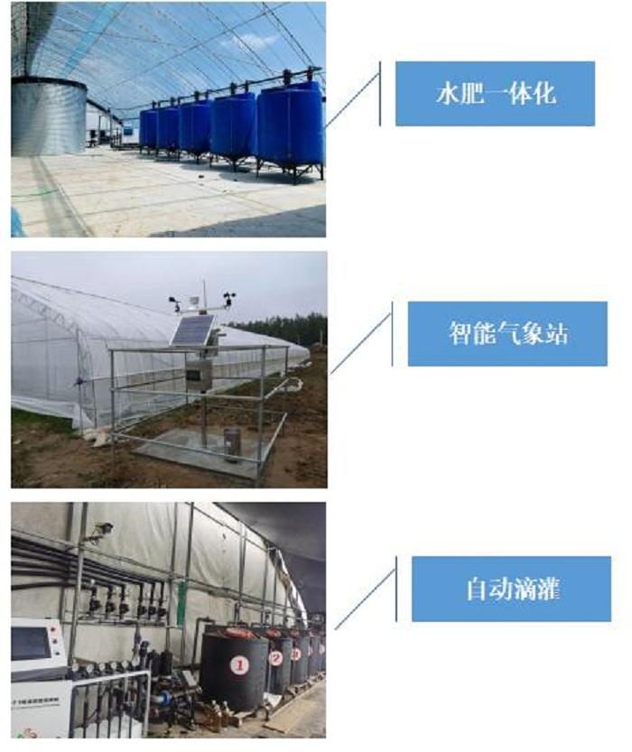 每日农经蓝莓种植视频_致富经蓝莓_农视网致富经蓝莓种植