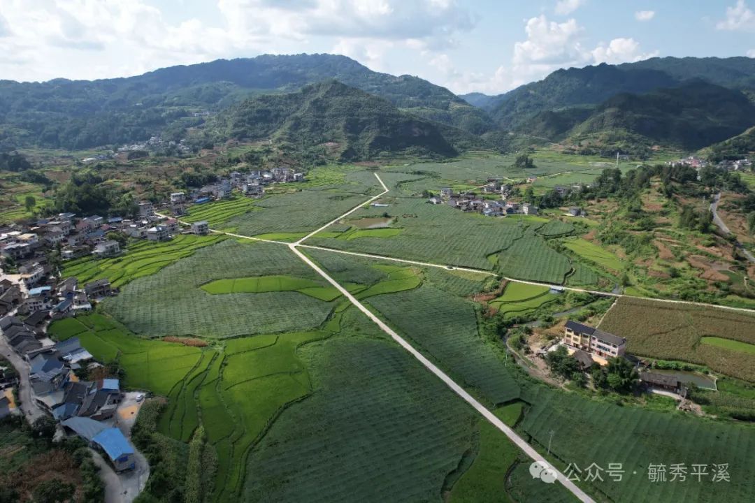 靠山种植致富项目_大山种出致富草_农村靠山怎么致富