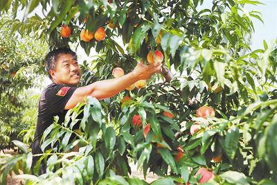 固安县板材村依托桃林致富见成效：鲜桃种植甜了小康路