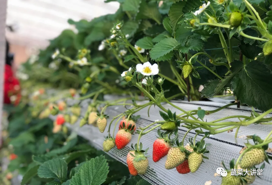 蔬菜种植新技术_蔬菜先进种植技术ppt_最先进蔬菜种植技术