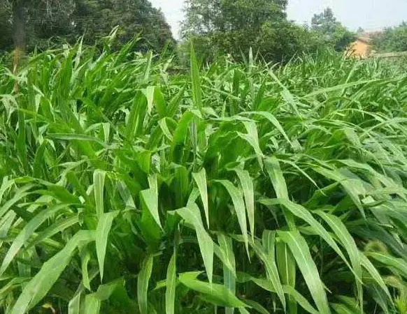 玉米草种植技术_玉米种植草技术视频_玉米种植草技术与管理