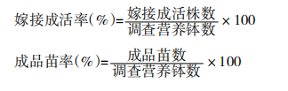 冬天樱桃萝卜种植技术_樱桃萝卜定植_萝卜冬种植樱桃技术天天浇水吗