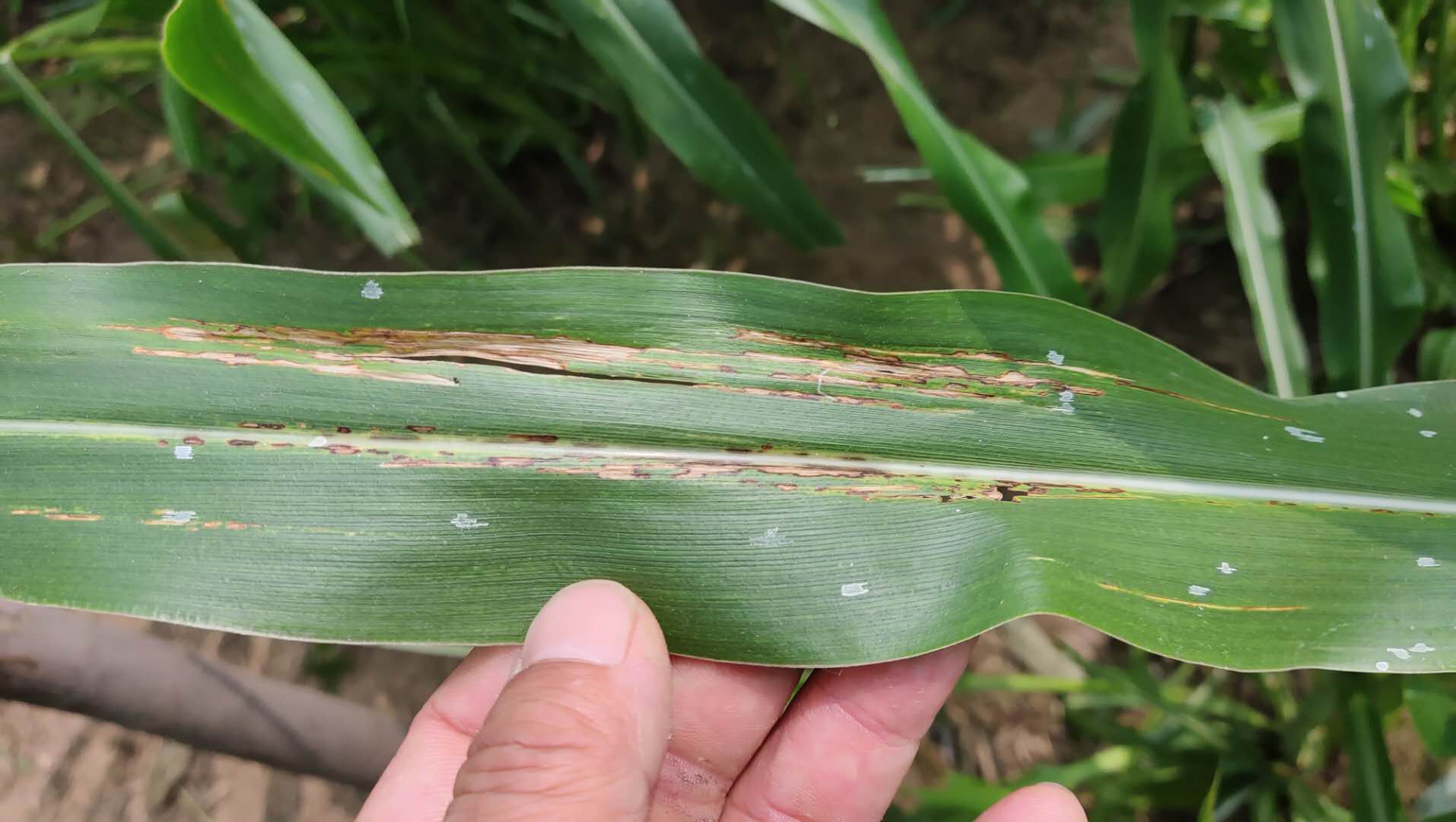 玉米草种植技术_玉米草种植视频_玉米种植草技术视频