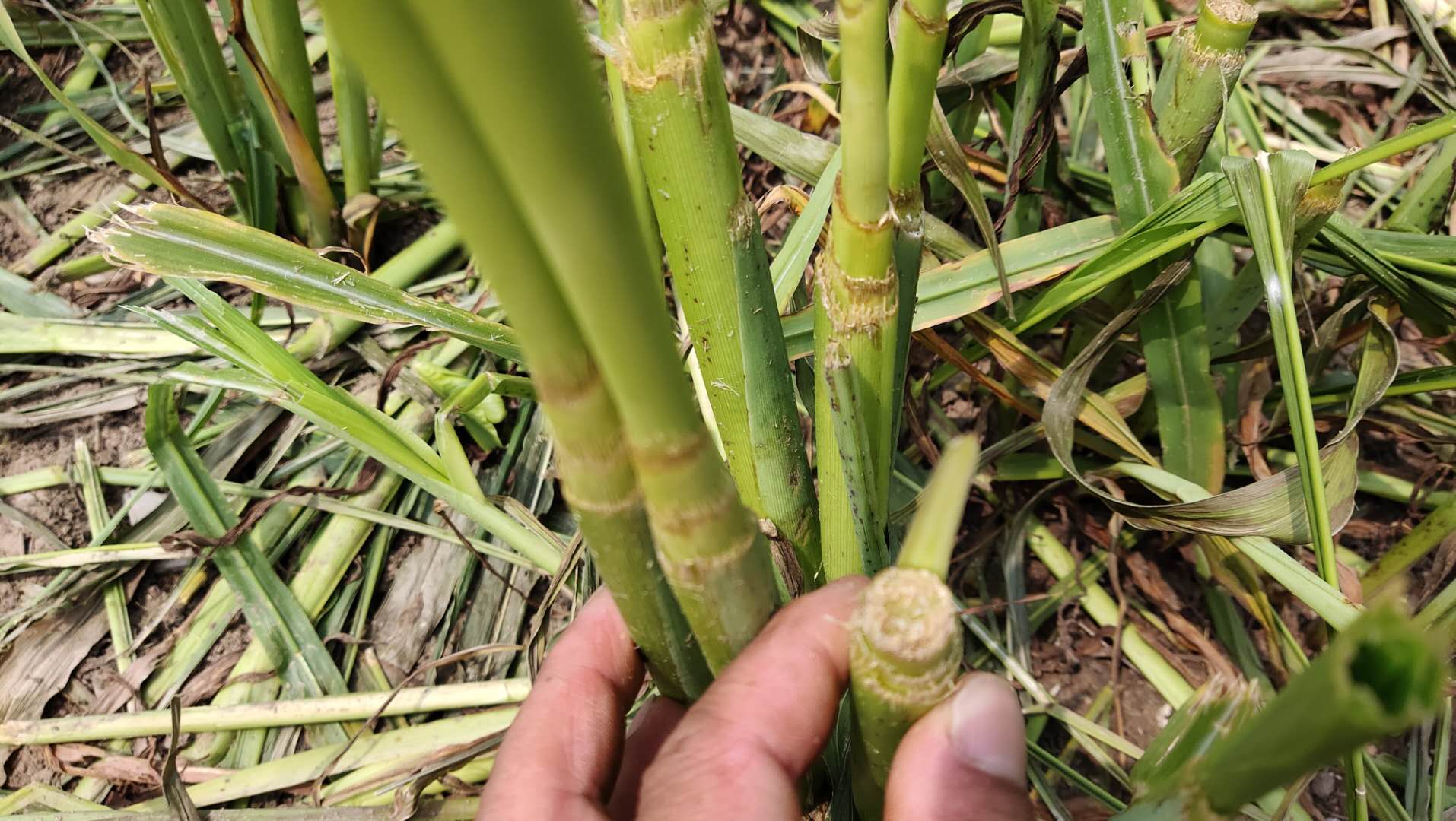 玉米草种植技术_玉米种植草技术视频_玉米草种植视频