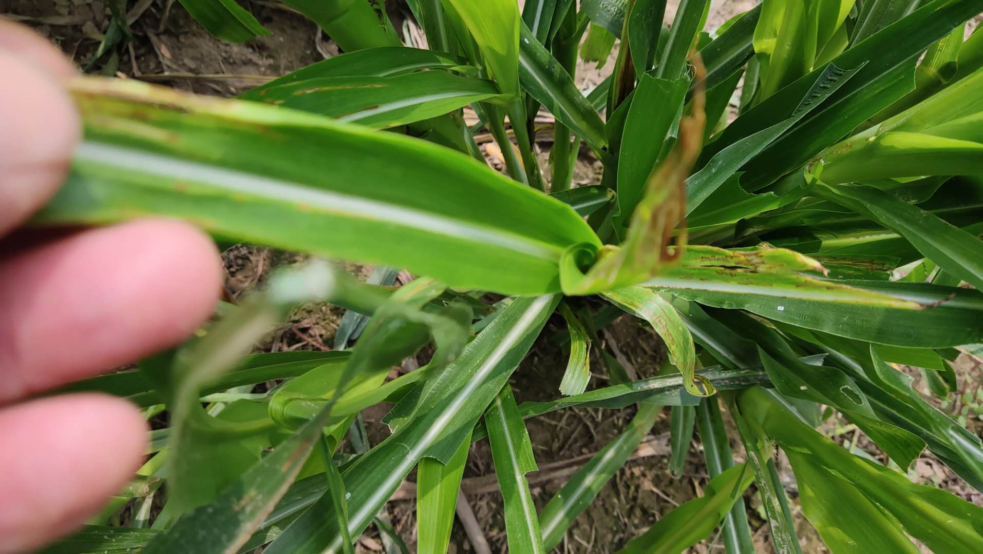 玉米草种植视频_玉米种植草技术视频_玉米草种植技术