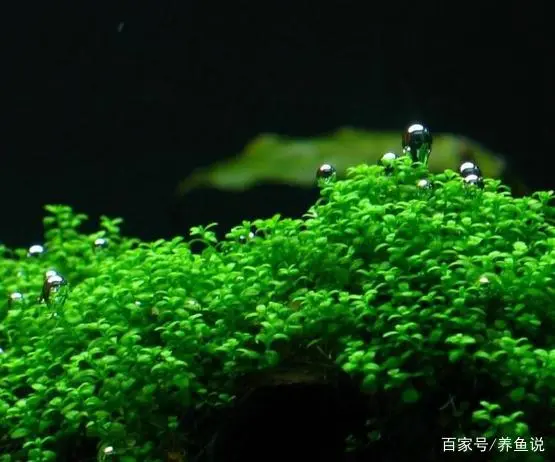 虾田水草怎么种植_养虾水草种植技术_虾池水草怎么种植