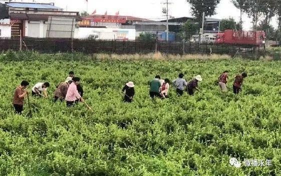 农村种花致富能人_农村致富花种植_农村种植花卉