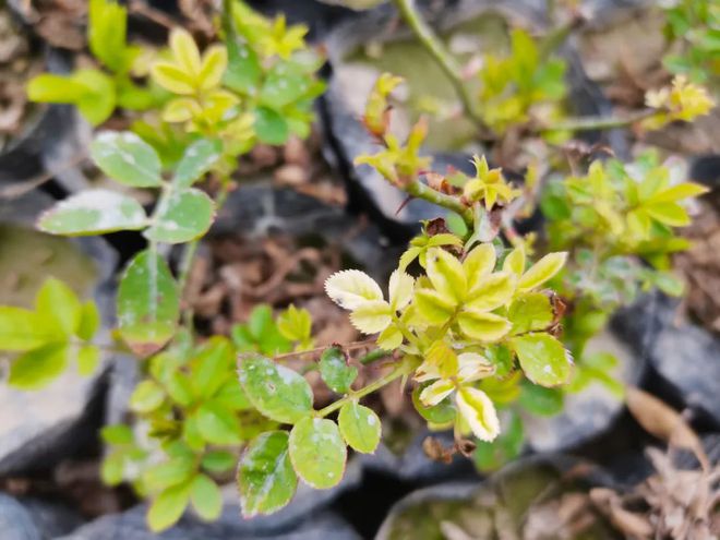 农村致富花种植_适合农村创业致富花卉种植_致富种植农村花草的句子