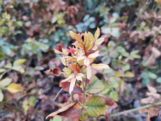 致富种植农村花草的句子_适合农村创业致富花卉种植_农村致富花种植