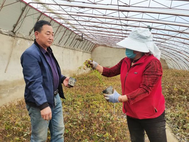 适合农村创业致富花卉种植_农村致富花种植_致富种植农村花草的句子