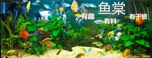 让七彩神仙混养出逼格，超简单（内附水草混养技巧