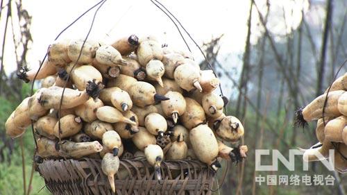 莲藕,泥鳅,黑泥里挖出粉宝贝【华农园泥鳅】