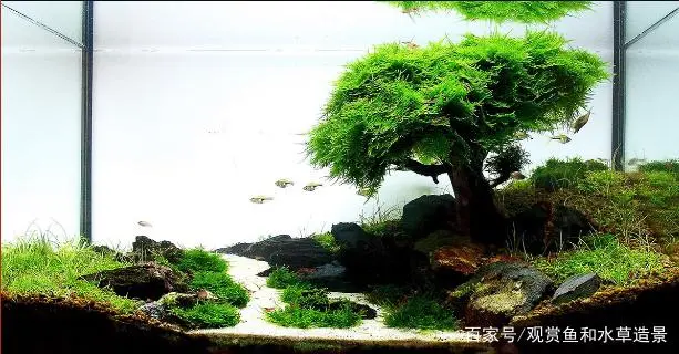 虾水草_养虾水草_养虾水草种植技术