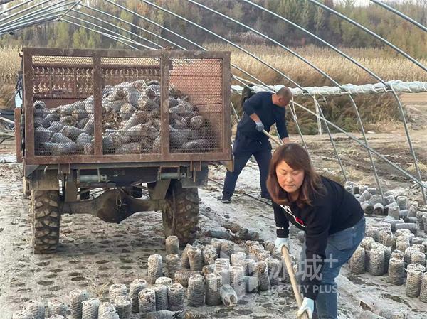 女子木耳种植合作社：好收成已变现 明年扩大生产一起致富