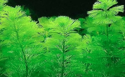 养虾水草种植技术_虾池水草怎么种植_养虾水草