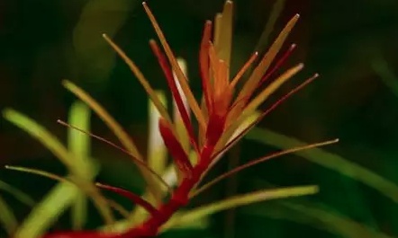 养虾水草种植技术_养虾水草_虾池水草怎么种植