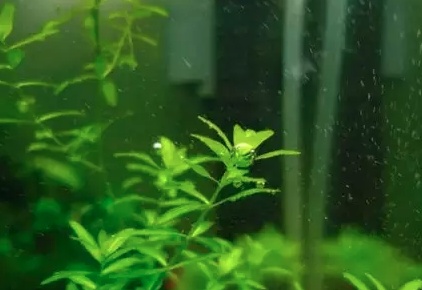 养虾水草_虾池水草怎么种植_养虾水草种植技术